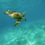 sea turtle, turtle, underwater